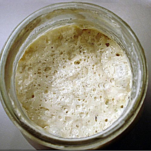 Organic White Sourdough Starter